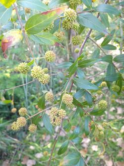 Cephalanthus glabratus imported from iNaturalist photo 52480344 on 28 March 2020.jpg