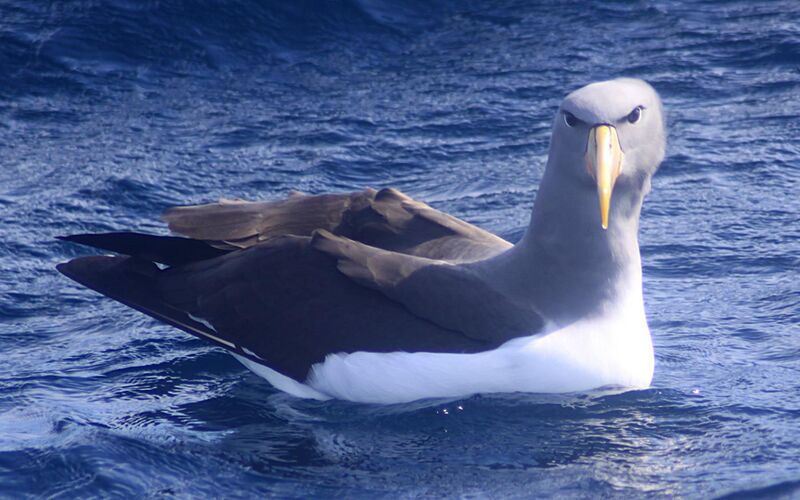File:Chatham Albatross (Thalassarche eremita).jpg