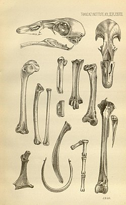 Chenonetta finschi bones 1876 holotype.jpg