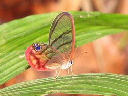 Clearwing-Butterfly-osa.jpg