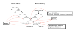 Coagulation Cascade and Major Classes of Anticoagulants.png