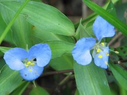 Commelina virginica NPS-1.jpg