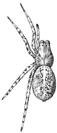 Common Spiders U.S. 171.png