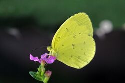 Common grass yellow (Eurema hecabe solifera) 2.jpg