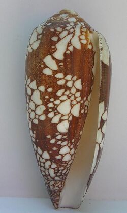 Conus aulicus 001.jpg