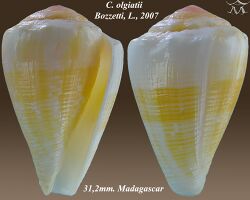 Conus olgiatii 1.jpg