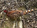 Copper pheasant on the ground - 3.jpg