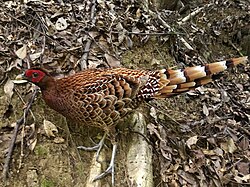 Copper pheasant on the ground - 3.jpg