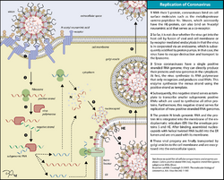 Coronavirus replication.png