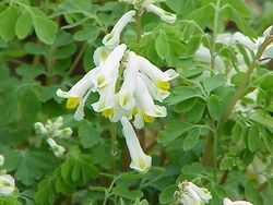 Corydalis ochroleuca0.jpg