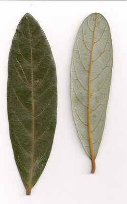 Cryptocarya obovata - leaves.jpg