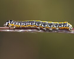 Cucullia alfarata larva.jpg