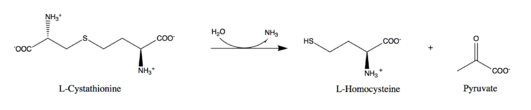 Reaction catalyzed by cystathionine beta-lyase