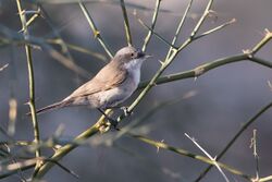 Desert Whitethroat.jpg