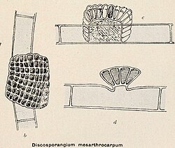 Discosporangium mesarthrocarpum.jpg