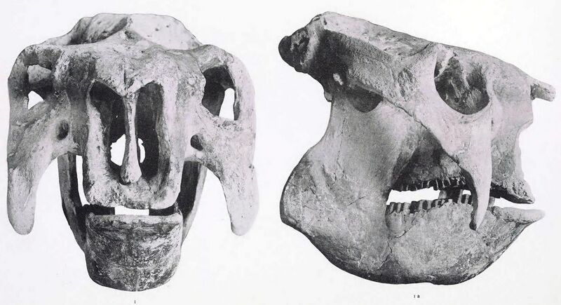 File:Doedicurus skull.jpg