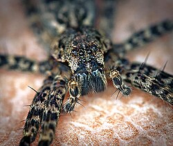 Dark fishing spider (Dolomedes tenebrosus) eyeset