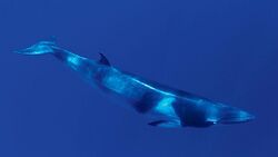Dwarf minke whale (30694501214).jpg