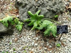 Dysosma veitchii - Kunming Botanical Garden - DSC03007.JPG