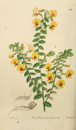 Edwards' botanical register, or, Ornamental flower-garden and shrubbery .. (1829-1847) (21174700735).jpg