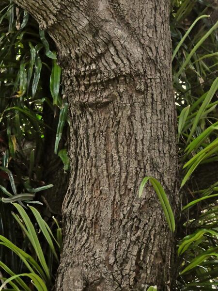 File:Elaeocarpus bancroftii trunk SF21194 1.jpg