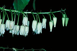 Elaeocarpus grahamii flowers.jpg