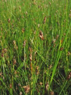 Eleocharis quinqueflora.jpeg