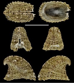 Emarginula connelli (10.3897-afrinvertebr.61.51989) Figure 5.jpg