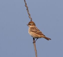 Emberiza pallasi (10).jpg