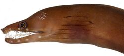 Enchelycore carychroa, Head (Caribbean Chestnut Moray).jpg