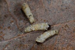 Enoicyla pusilla larvae.jpg