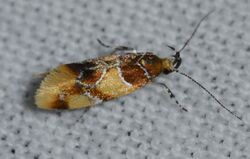 Epicallima argenticinctella – Orange-headed Epicallima Moth (14436202881).jpg