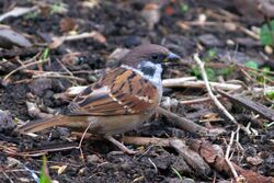 Eurasian Treesparrow Khonoma Nagaland India 05.11.2016.jpg