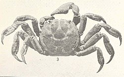 FMIB 43510 Glyptograpsus jamaicensis.jpeg