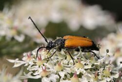 Fairy-ring longhorn beetle (Pseudovadonia livida) Belgium.jpg