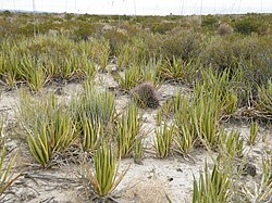 Ferocactus hamatacanthus and Agave lechuguilla (5676873218).jpg