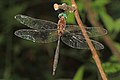Fine-lined Emerald - Somatochlora filosa, Occoquan Bay National Wildlife Refuge, Woodbridge, Virginia (37320967401).jpg