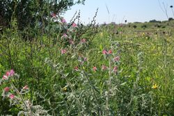 Flowers in Israel.jpg