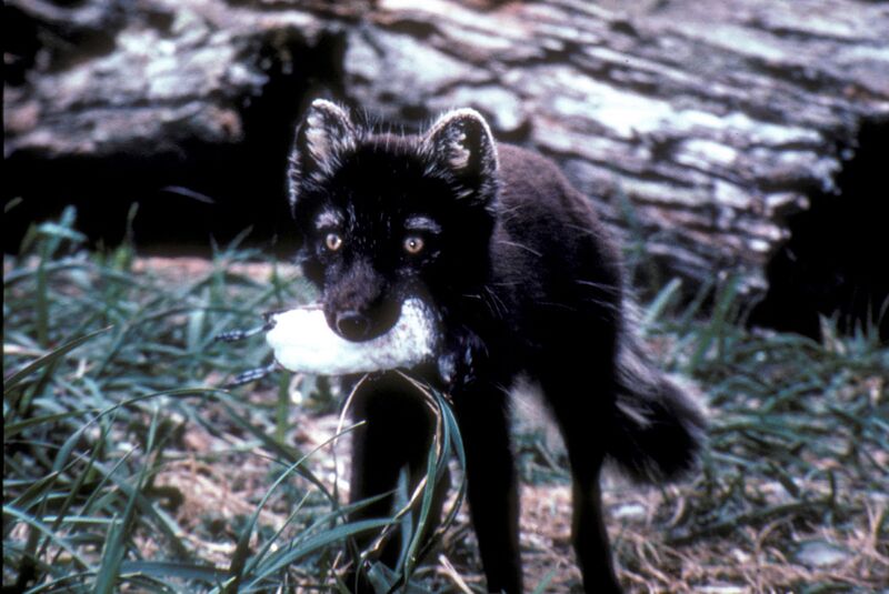 File:Fox with auklet.jpg