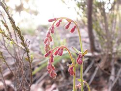 Gonocarpus tetragynus (5094566047).jpg