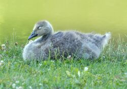 Gosling in GWC (43721).jpg