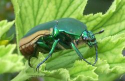 Green fruit beetle geranium closeup.jpg