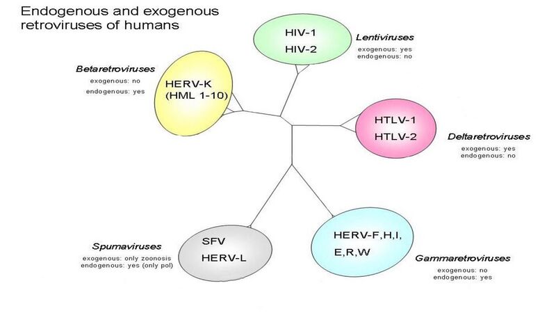 File:HTLV Phylogeny.jpg
