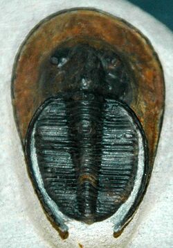 Harpes perradiatus fossil trilobite (Devonian, Morocco).jpg