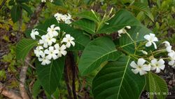 Holarrhena pubescens flowers.jpg