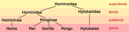 File:Hominoid taxonomy 3.svg