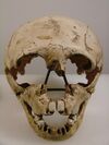 Homo neanderthalensis face (University of Zurich).JPG