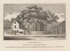 The Liberty Tree in Boston, as illustrated in 1825