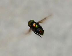 Hoverfly. Ornidia obesa - Flickr - gailhampshire.jpg