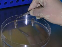 Human cell-line colony being cloned in vitro through use of cloning rings.jpg